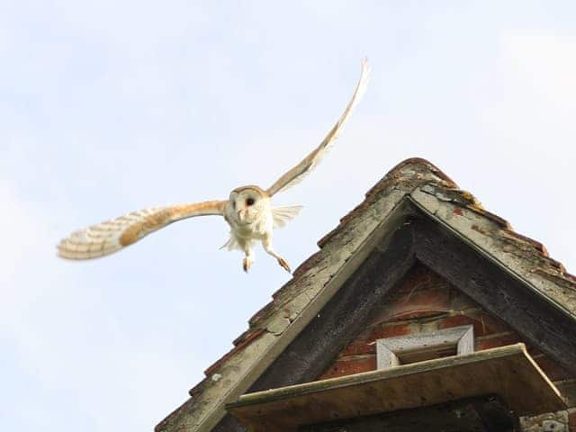 Resident Owl | The Owl House, Bishops Waltham