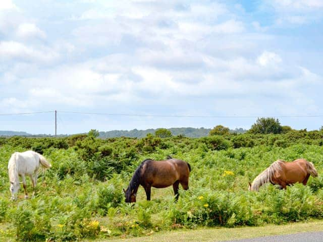 New Forrest Ponies