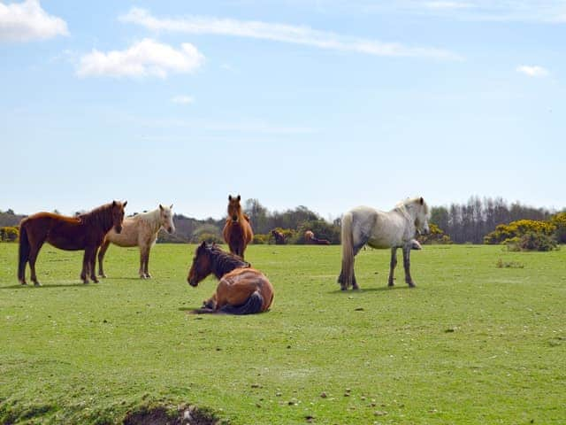 New Forrest Ponies