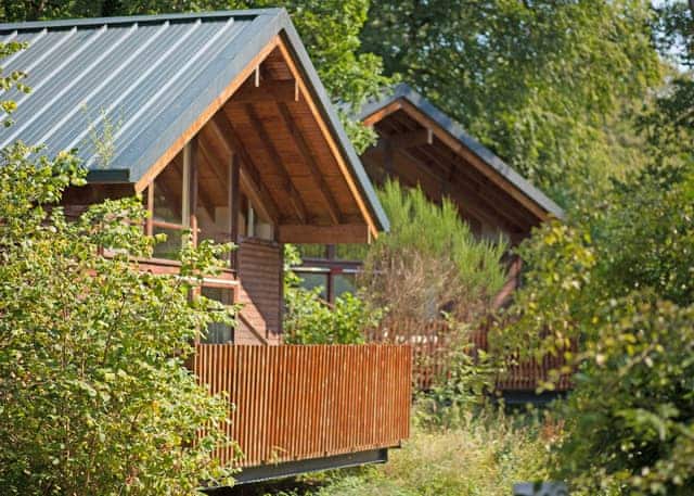Classic Golden Oak 2 (Pet) - Deerpark Forest, Liskeard