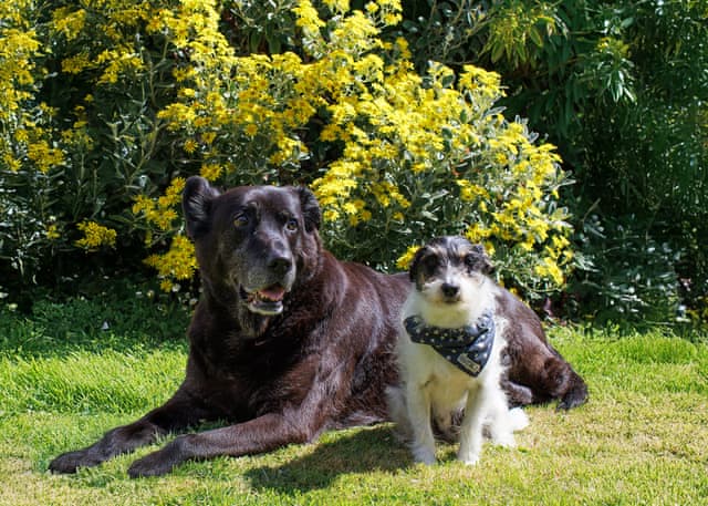 Superior 2 Bed Pet - Cornish Meadows Holiday Park, Hayle