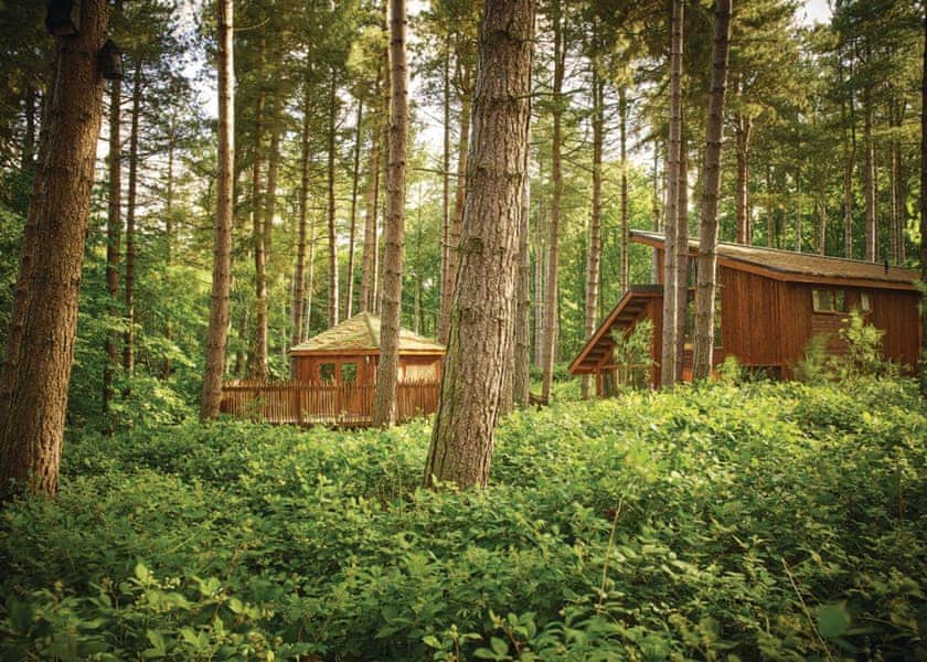 Golden Oak Treehouse Sherwood Forest Lodges Lodges Book