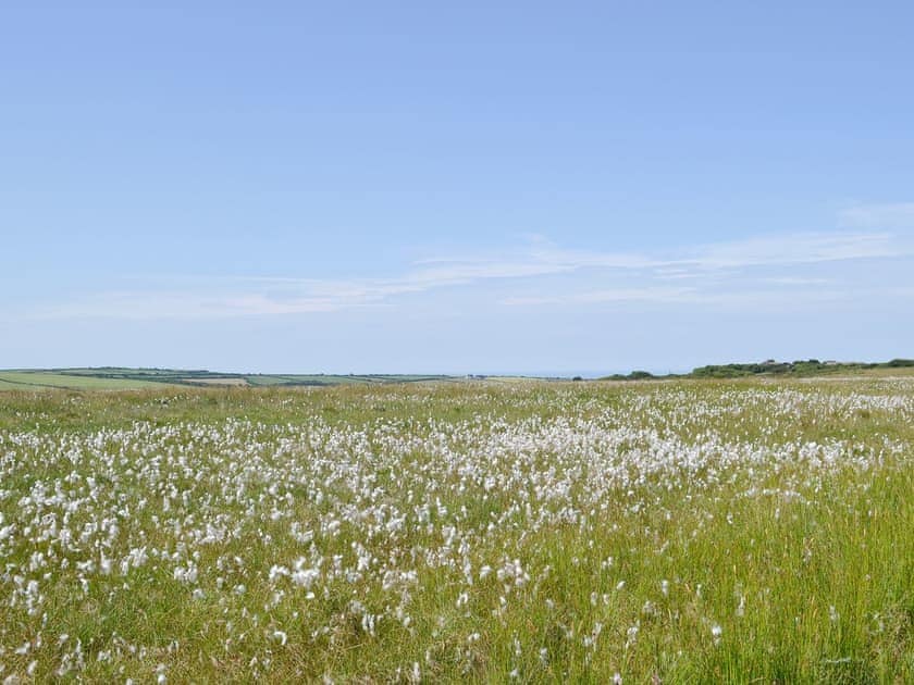 Bursdon moor close by | Swallows Retreat, Hartland