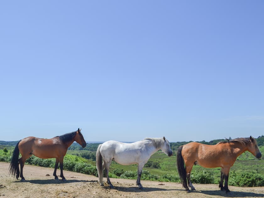 New Forest ponies