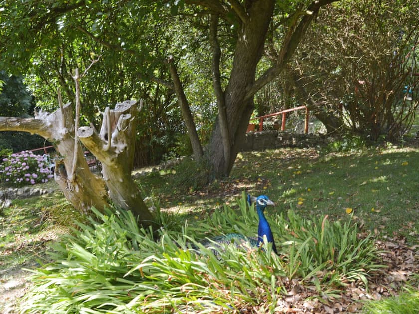 Tame Indian blue peacocks roam free | Trewartha-By-Chy, Crackington Haven