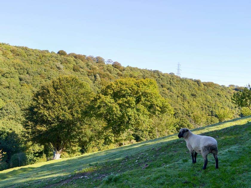 Lovely country views | The Old Chapel, Woodland Retreat, Polbrock, Washaway