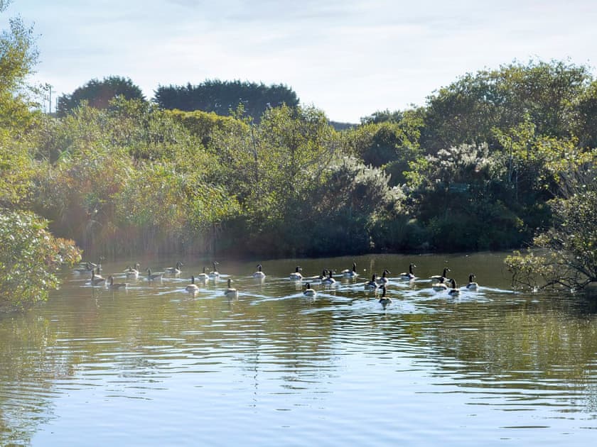 Unfenced lake in the grounds | Meadowside Lodges- Peregrine Lodge - Meadowside Lodges, St Columb, near Padstow