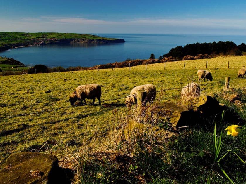 Beautiful surrounding area | The Yorkshireman, Ravenscar, near Robin Hoods Bay
