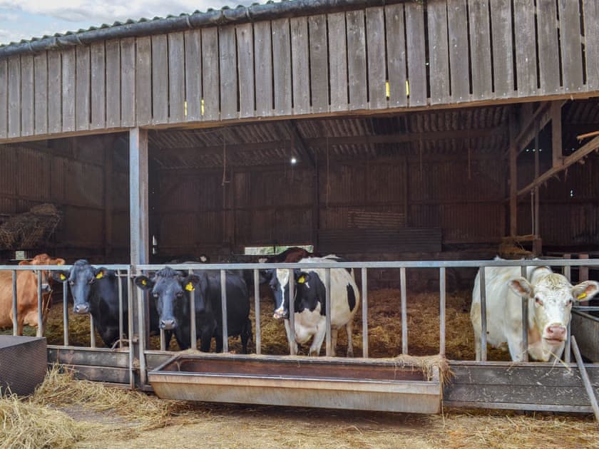 Located on a working dairy farm | Bess’s Cottage, Byley, near Middlewich