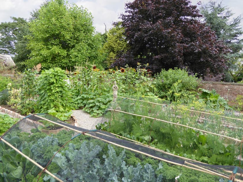Productive walled garden area | Manor House Cottage, Holme on Swale, near Thirsk