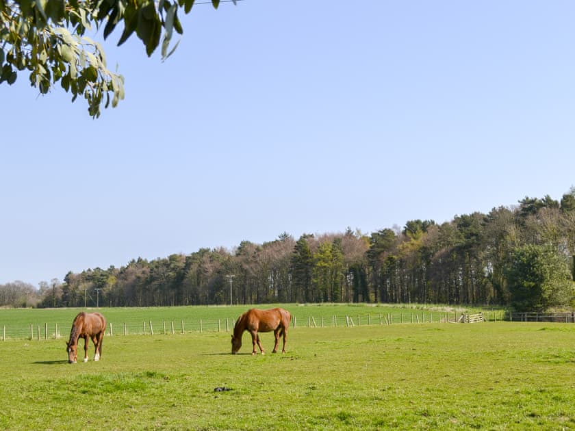 Surrounded by open farmland | Sheilas Cottage, Christon bank, near Alnwick