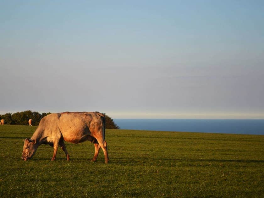 Open coastal farmland | The Yorkshireman, Ravenscar, near Robin Hoods Bay