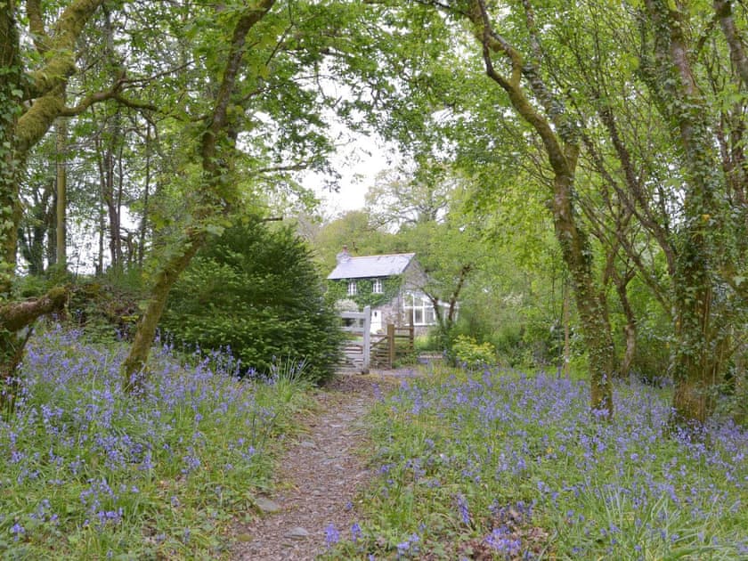 Charming woodland surrounding the property | Quarrymans Cottage, Golberdon, near Callington