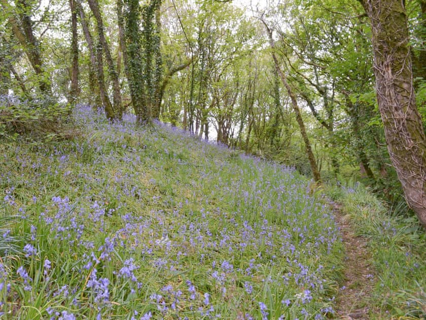 Attractive surrounding woodland | Quarrymans Cottage, Golberdon, near Callington