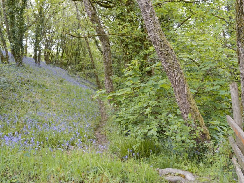 Peaceful walks through the woodland | Quarrymans Cottage, Golberdon, near Callington