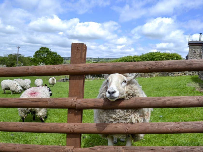 Set on a working farm | Shepherd’s Cottage - Bings Farm, Whaley Bridge near Buxton