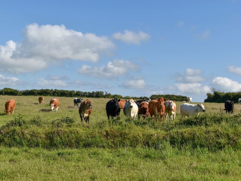 Surrounding area | Stable Cottage - Trentinney Farm Holiday Cottages, St Endellion, near Port Isaac