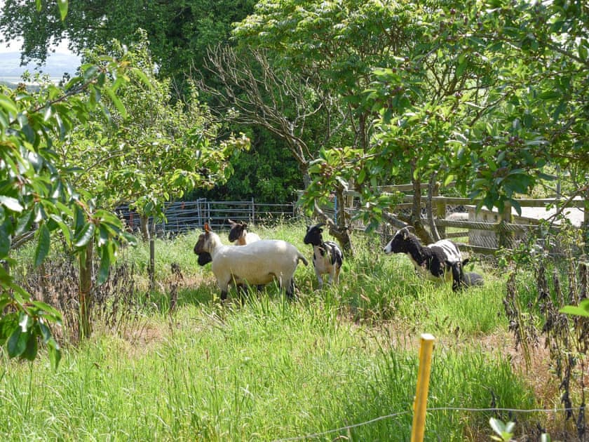 Situated on a working farm | Haywain - Trentinney Farm Holiday Cottages, St Endellion, near Port Isaac