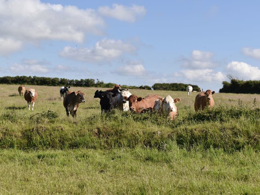 Situated on a working farm | Owl’s Roost - Trentinney Farm Holiday Cottages, St Endellion, near Port Isaac