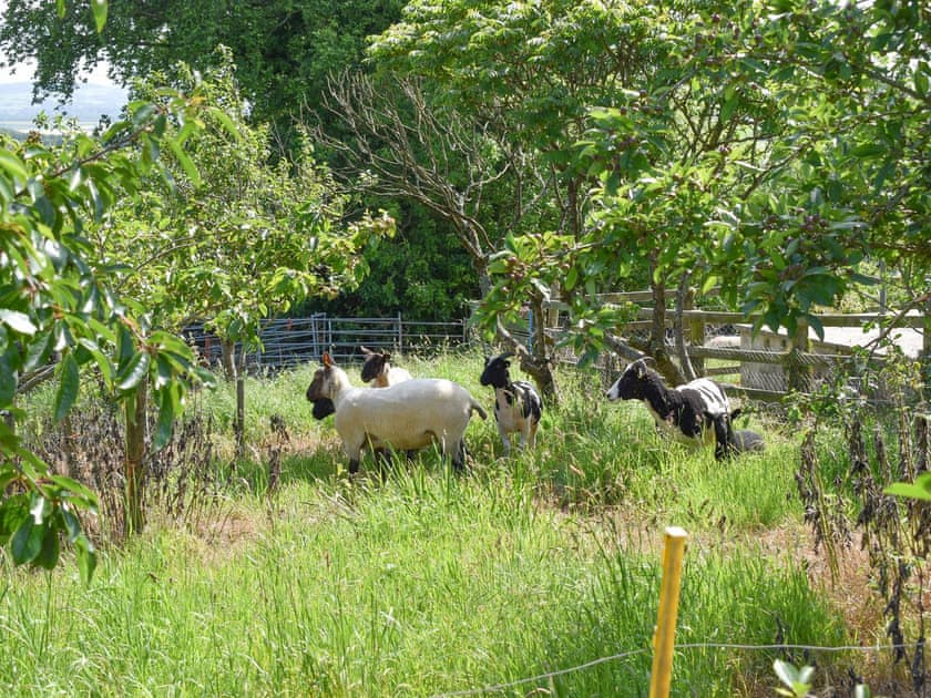 Situated on a working farm | Owl’s Roost - Trentinney Farm Holiday Cottages, St Endellion, near Port Isaac