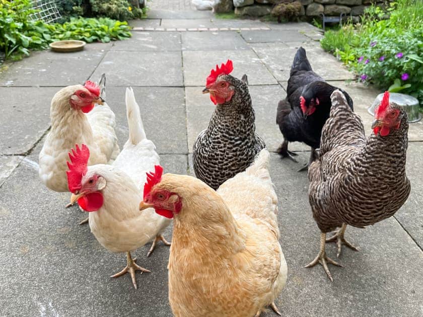 the girls | Crossbill Cottage, Chopgate near Stokesley