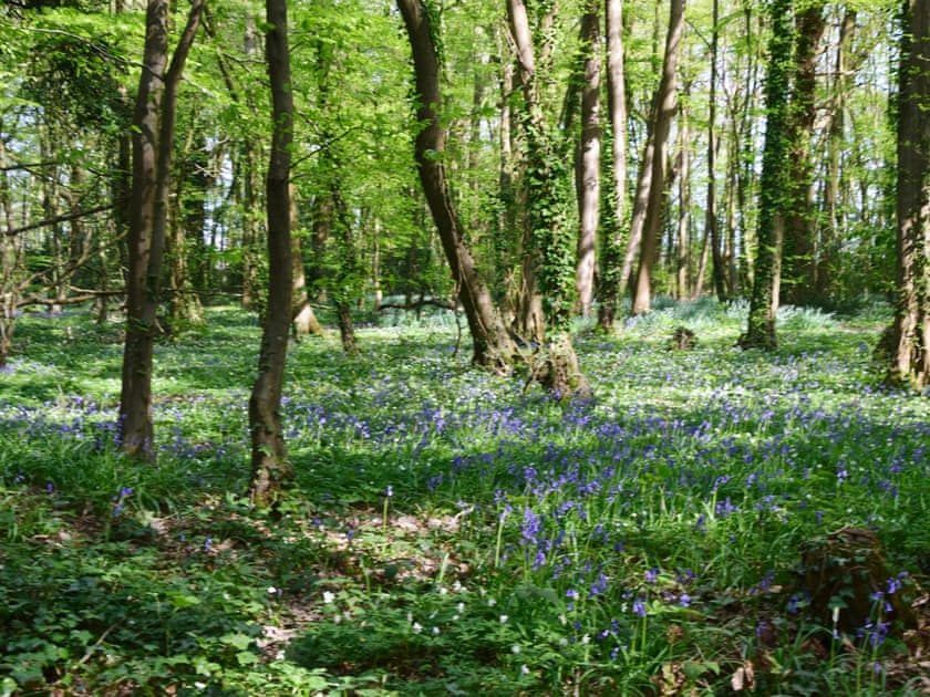 Garden and grounds | Twisly North Lodge, Catsfield, near Battle