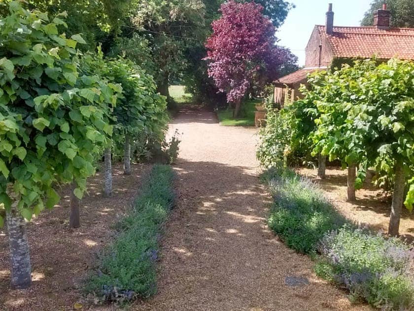 Cat Mint and Lime Trees line in front of the barn | Elmtree Barn, Skeyton, near North Walsham