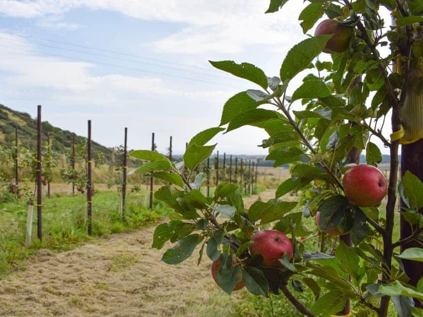 Nearby apple orchard  | The Barracks @ East Neuk Orchards - Self Catering @ East Neuk Orchards, Pittenweem, near Anstruther