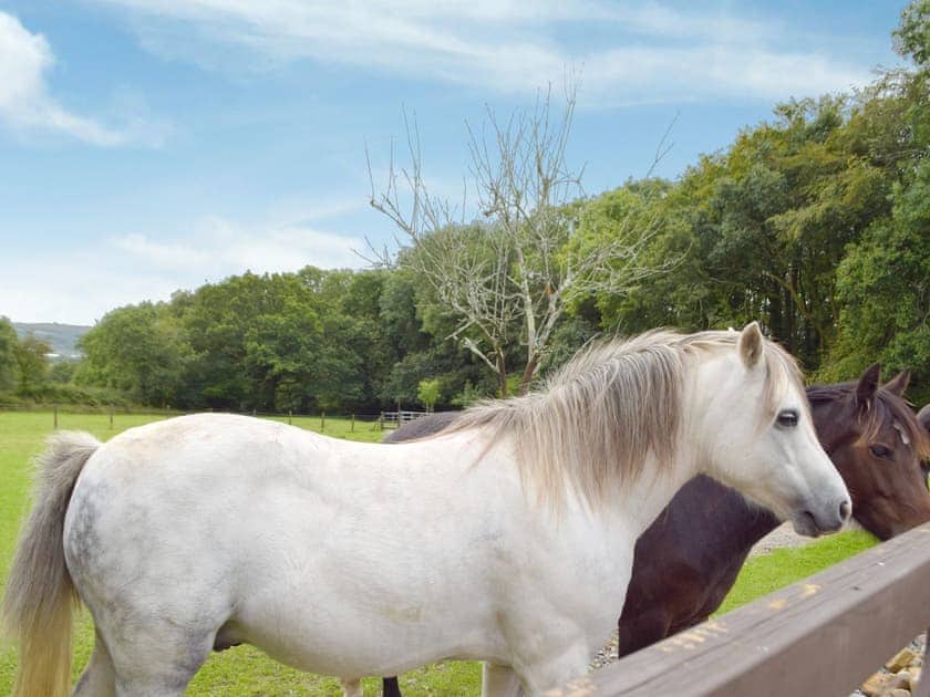 Surrounding area | Dove Cottage, Pontyates, near Kidwelly