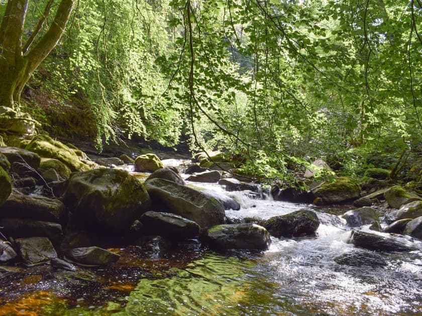 Beautiful local woodland | Hill View House - Hillview Holidays, Aberfeldy