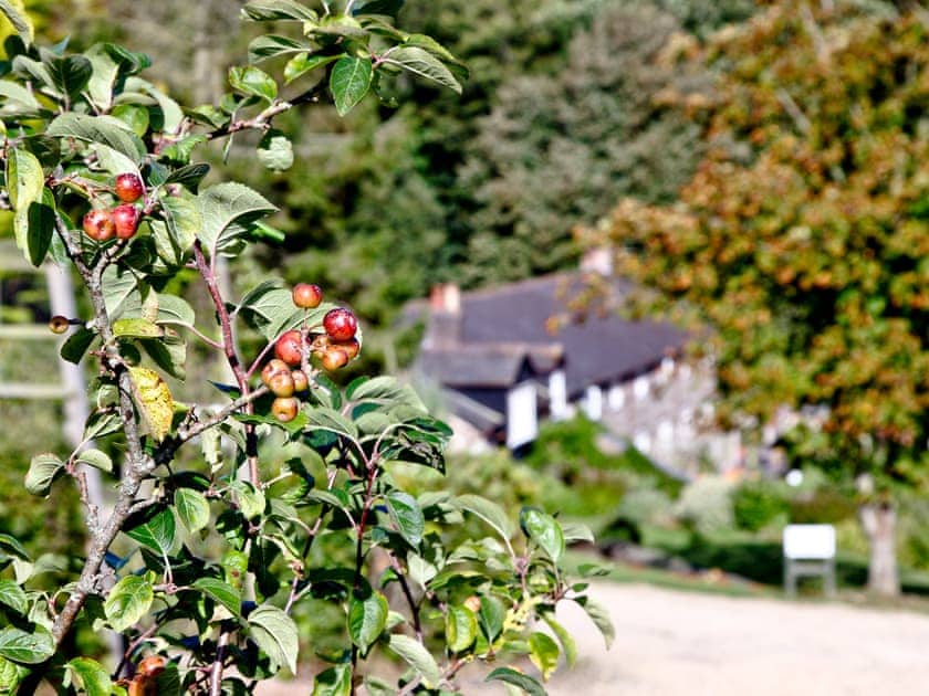 ’Pick your own’ fruit and vegetables available on-site | Greenwood Grange Cottages, Higher Bockhampton, near Dorchester