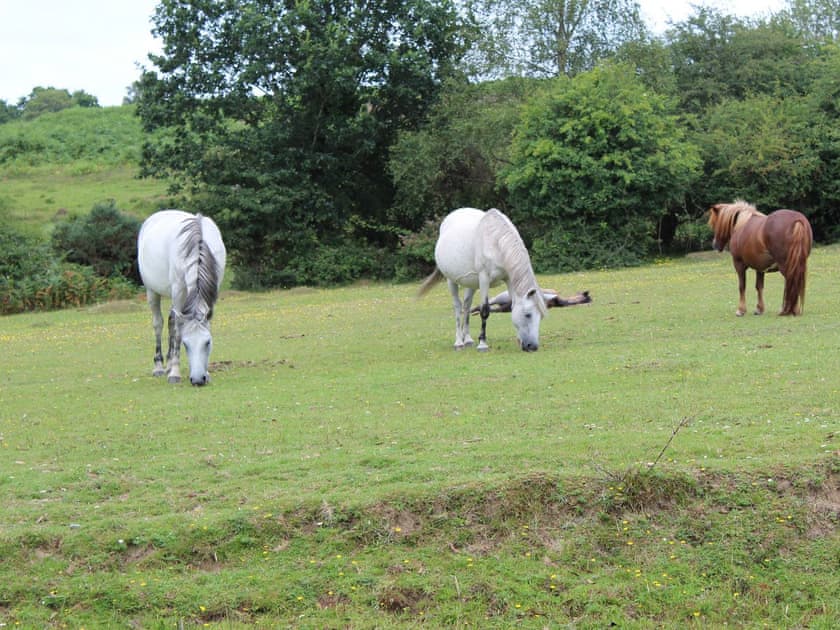 View | Brookside, Shobley, near Ringwood