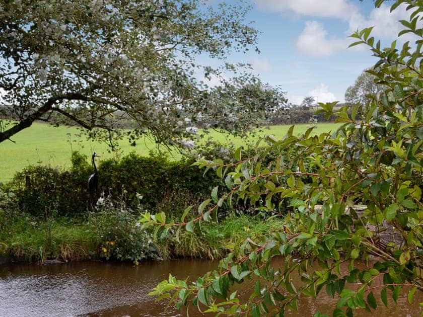 Pond  | Mallard - Tankey Lake Farm, Llangennith, near Swansea