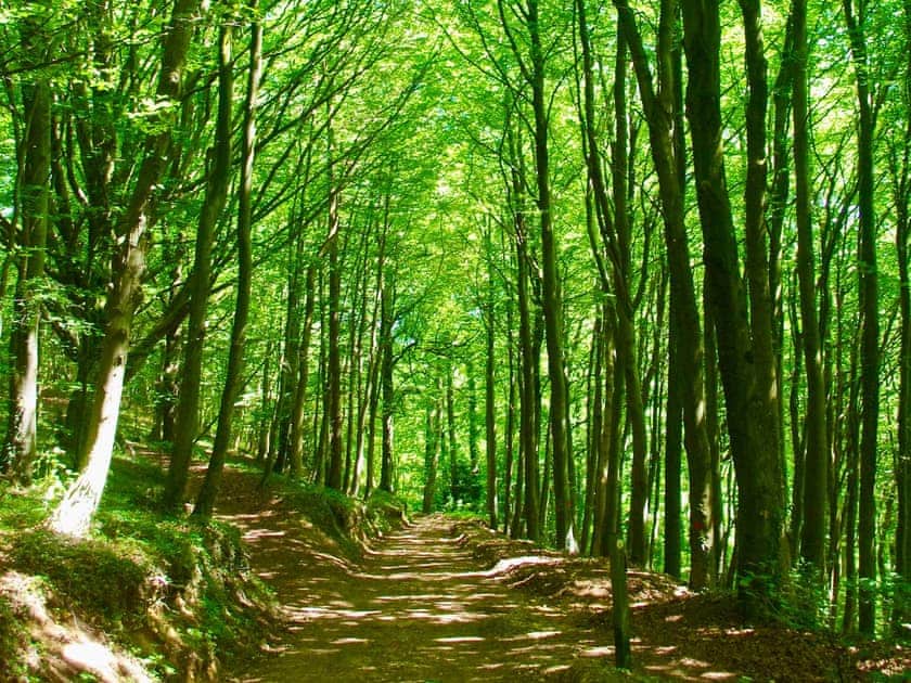 The walk through Chedworth Woods to the Roman Villa at Yanworth | Ivy Cottage, Chedworth, near Cheltenham