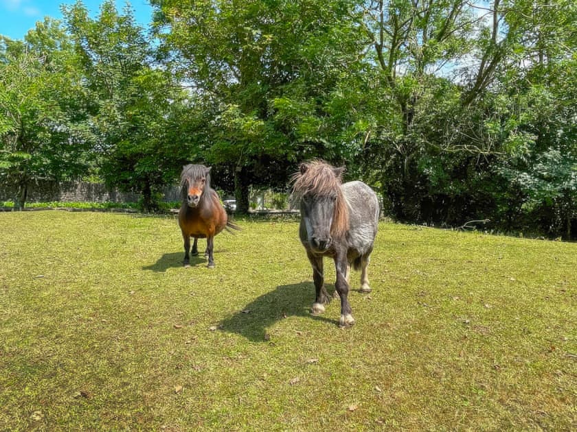 Ponies in the paddock | Penfound Country Cottage, Poundstock, near Bude