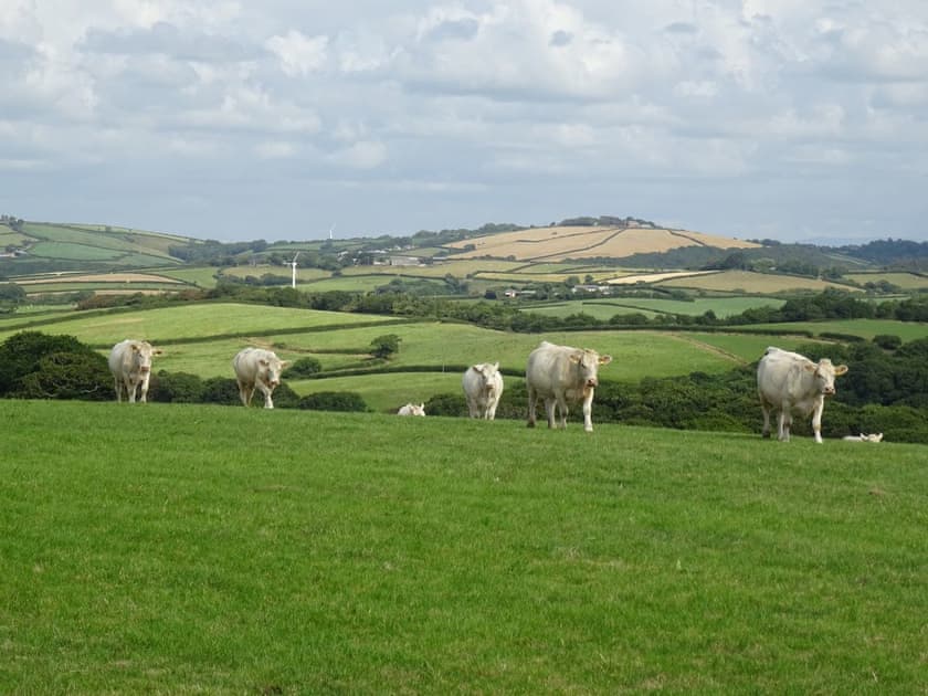 Extensive farmland | Penfound Country Cottage, Poundstock, near Bude