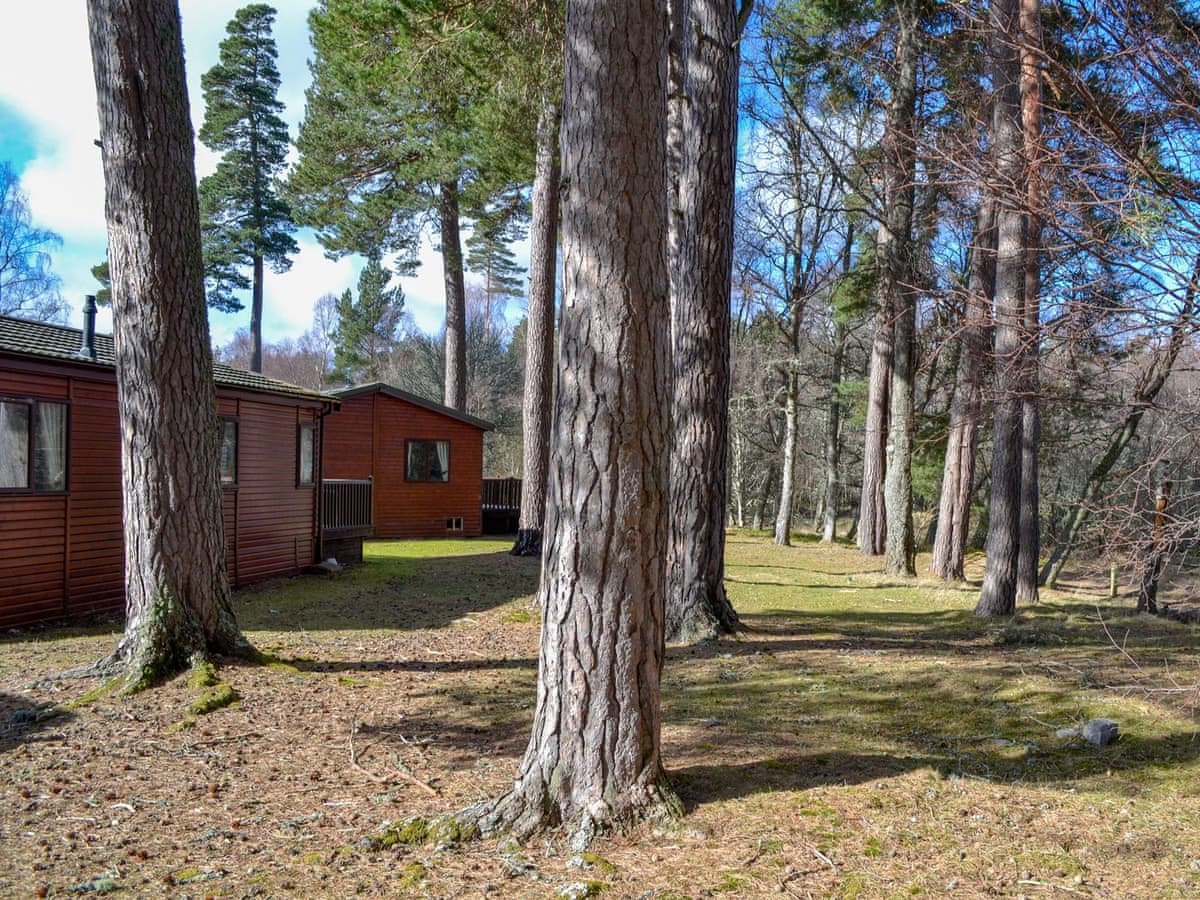 Royal Deeside Woodland Lodges - Lodge B - Image 4