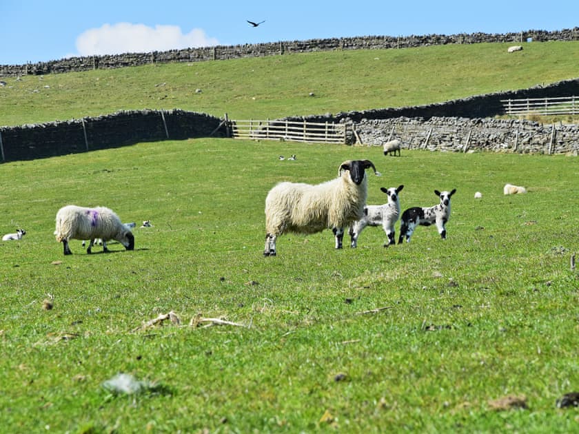 Breathtaking surrounding area | Fern Cottage, Thorngrafton, near Bardon Mill