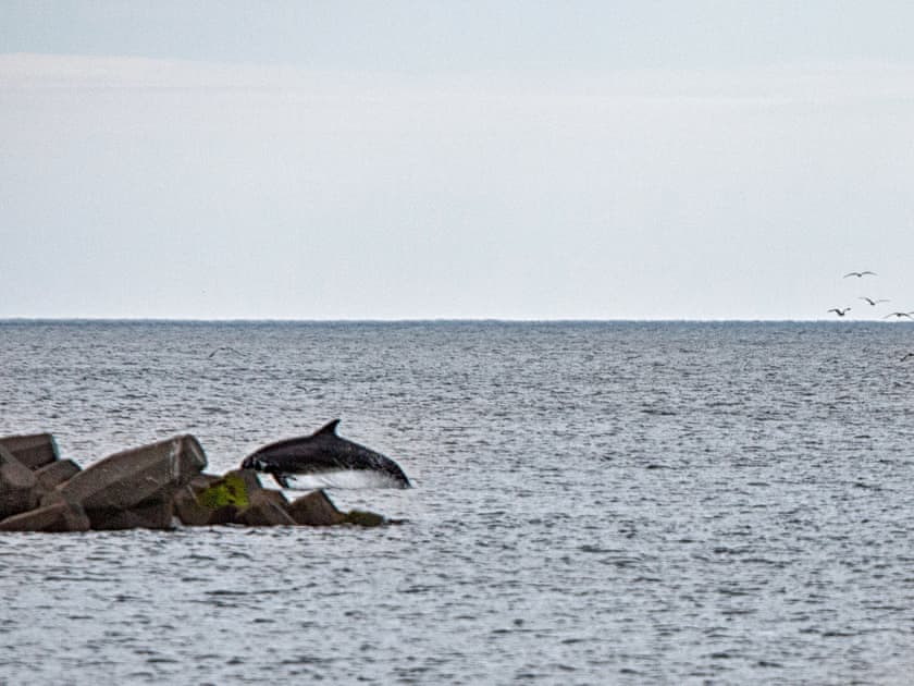 Visiting dolphins | Anchors Point, Newbiggin-by-the-Sea