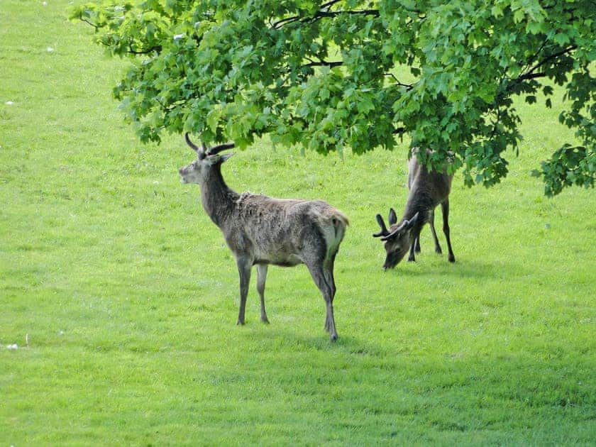 Wonderful wildlife | 1 The Knoll, Ambleside