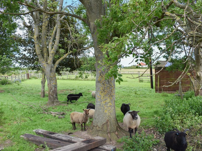 Garden and grounds | Lane End Cottage, Upleatham, near Saltburn-by-the-Sea