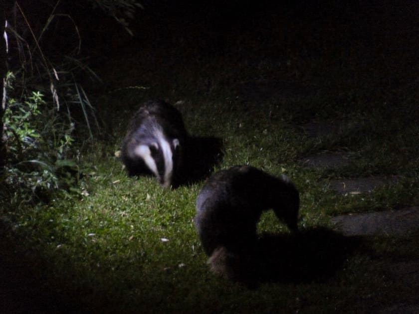 Badgers photographed visiting the garden | Shire Cottage - Leashaw Farm, Whatstandwell, near Matlock