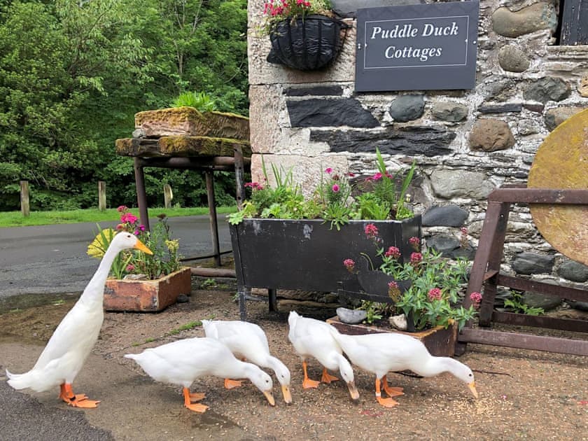 Owners Puddle Ducks which wander freely  | Jemima’s Cottage, Bassenthwaite