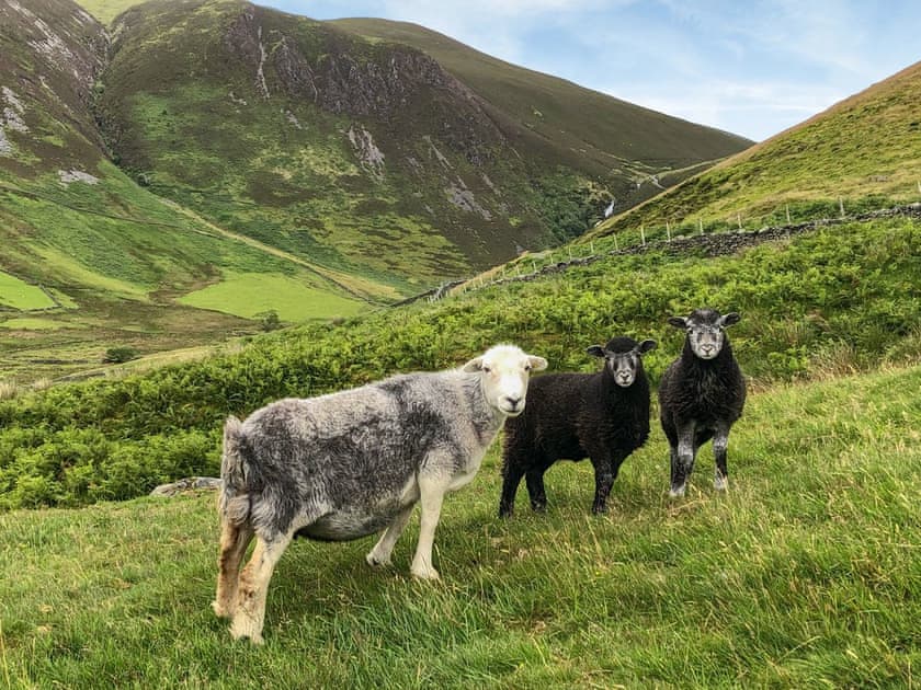 Lakeland Herdwick Sheep on the route to Dash Water Falls and Skiddaw House, walkable from the cottage or after a short drive  | Rebecca Puddle Duck Cottage, Jemima’s Cottage, Bassenthwaite