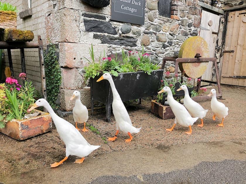 Owners Puddle Ducks which wander freely near the cottage  | Brook House Co, Bassenthwaite