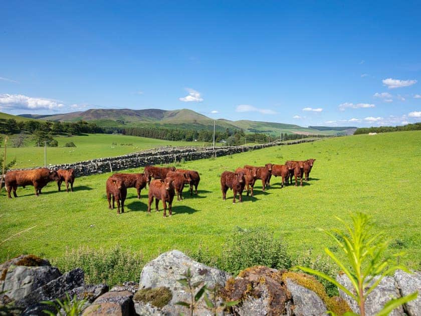 Holiday property in a wonderful countryside location | Nettlebush Cottage - Drumelzier Place Farm, Drumelzier, near Peebles