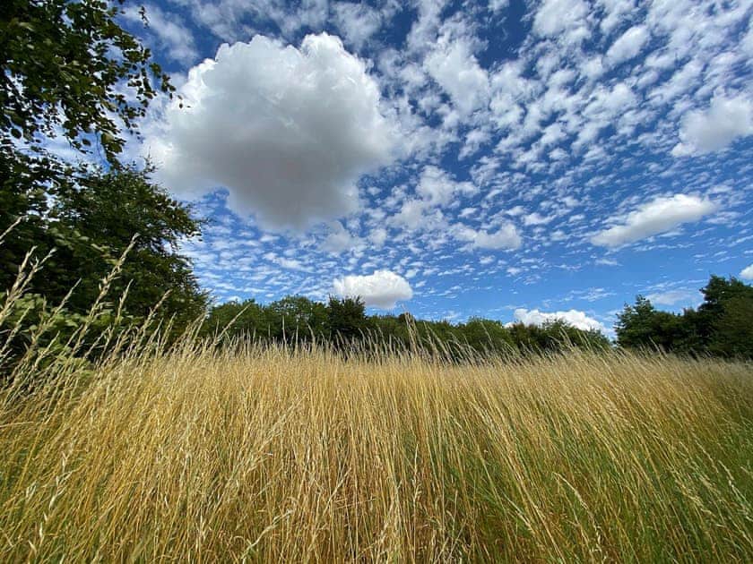 Outdoor area | Downwood, Near Blandford Forum