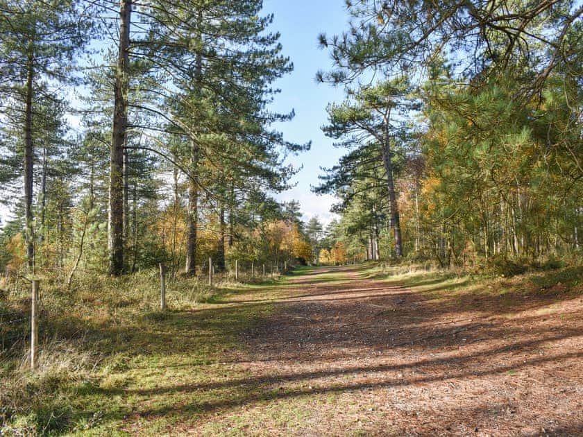 Wareham forest