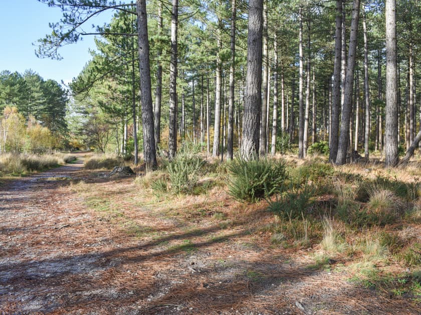 Wareham forest