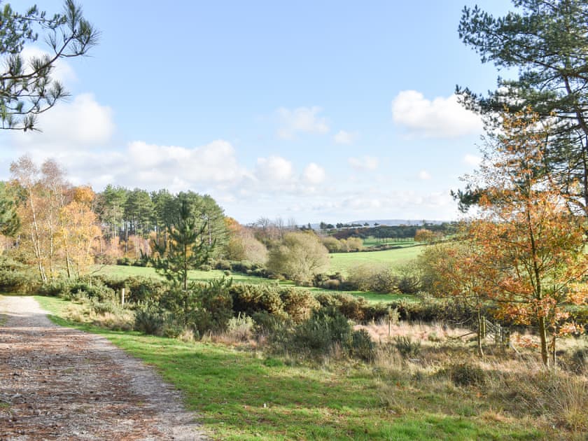 Wareham forest